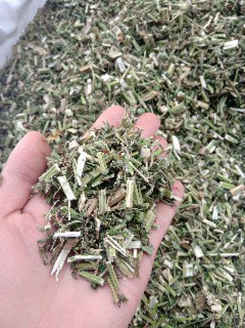 益母草野生1公斤起批不包邮量大电议欢迎咨询各种中药材