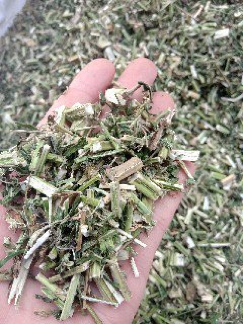 益母草野生1公斤起批不包邮量大电议欢迎咨询各种中药材