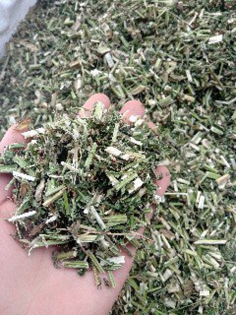 益母草野生1公斤起批不包邮量大电议欢迎咨询各种中药材