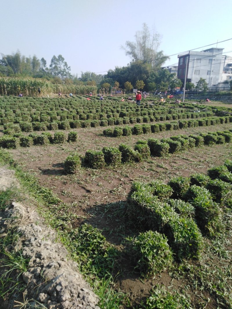 大叶油草皮，马尼拉草皮场地直销