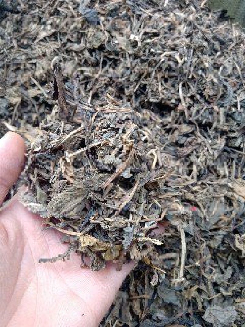 大青叶1公斤起批不包邮量大电议欢迎咨询各种中药材
