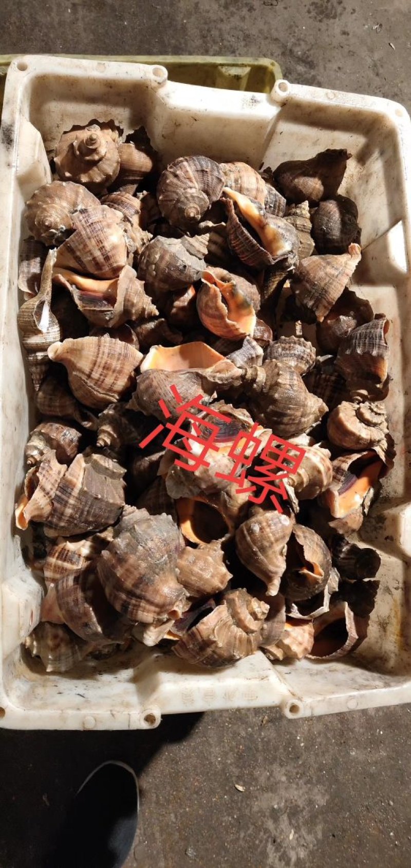 大海螺，规格齐全，鲜活发货，质量保证
