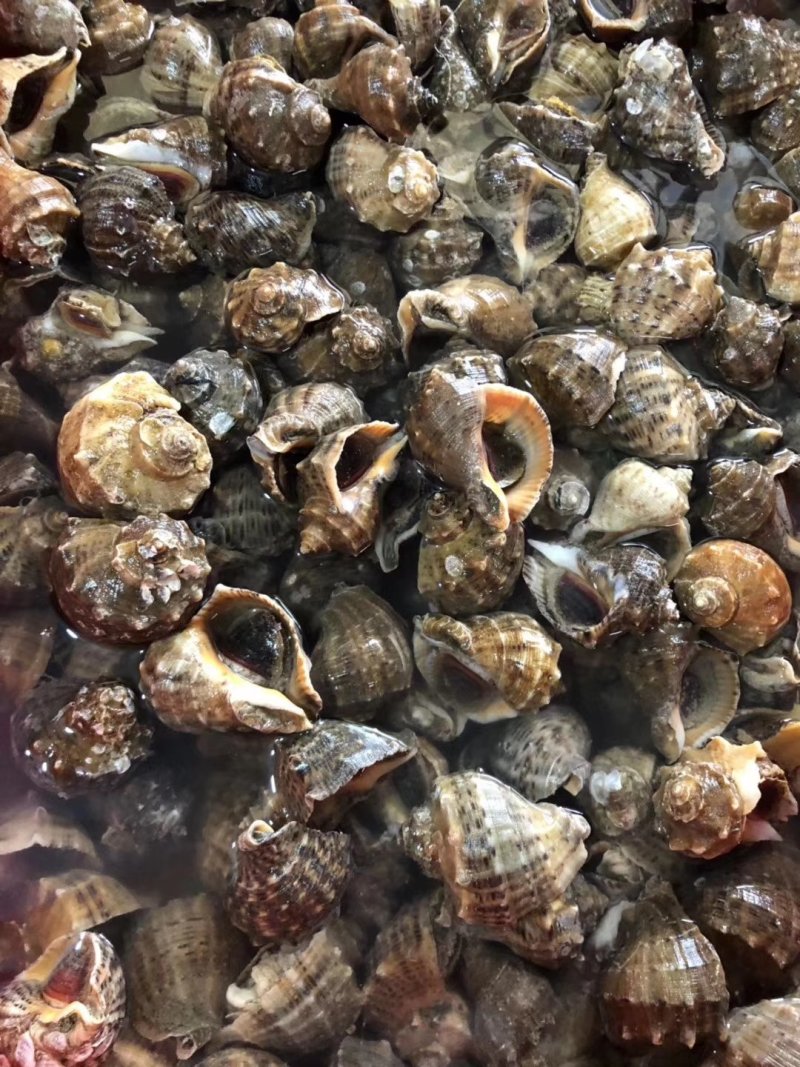 大海螺，规格齐全，鲜活发货，质量保证