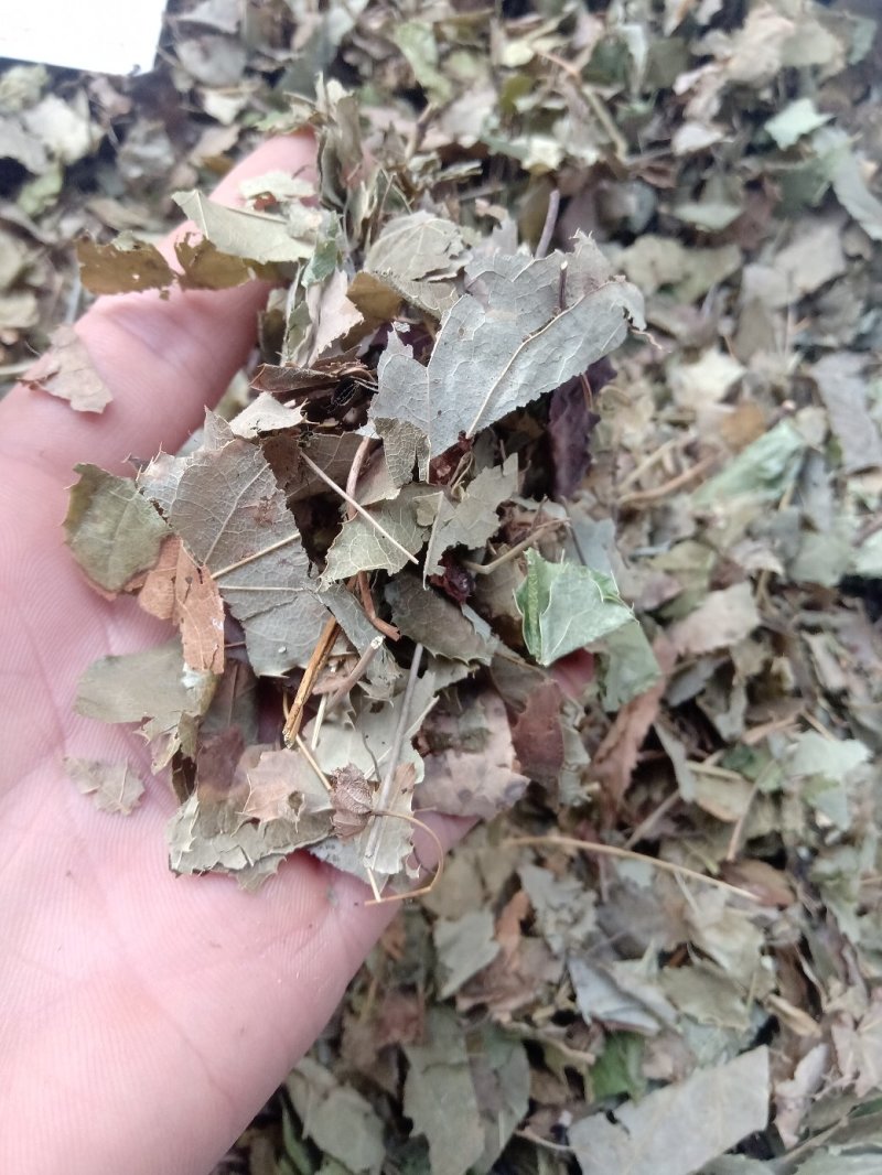淫羊藿1公斤起批不包邮量大电议欢迎咨询各种中药材