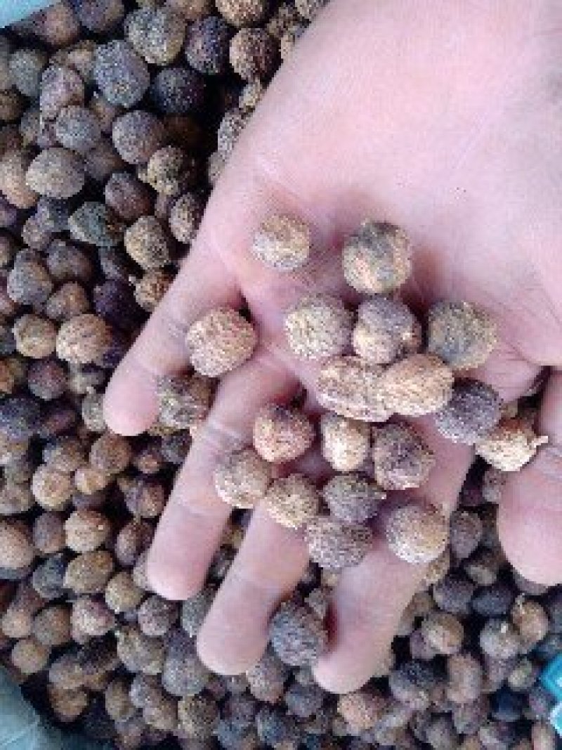 阳春砂正品质量保证诚信经营量大从优欢迎咨询……