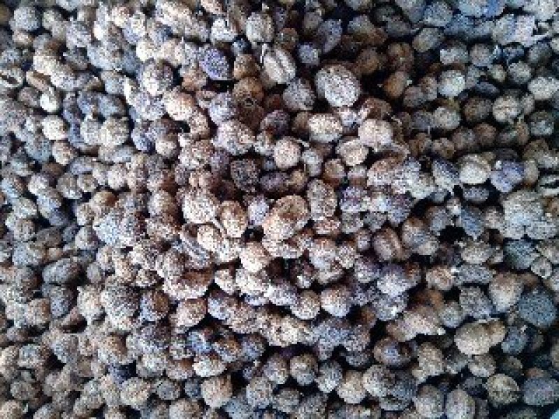 阳春砂正品质量保证诚信经营量大从优欢迎咨询……