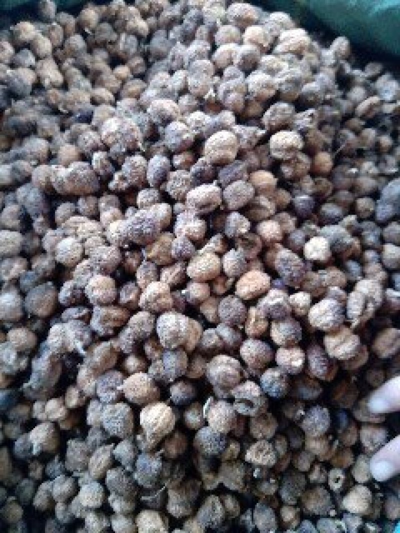 阳春砂正品质量保证诚信经营量大从优欢迎咨询……