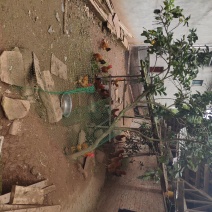 土鸡，跑地鸡，林下鸡，无激素添加剂的鸡