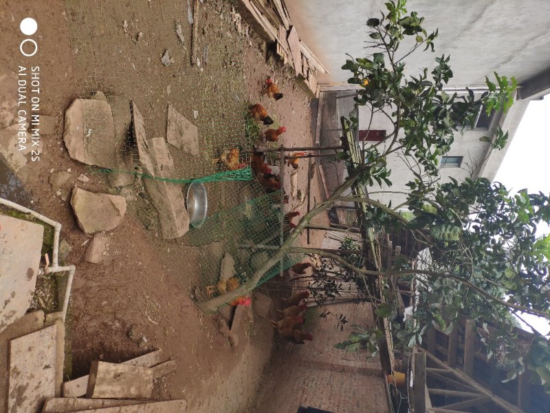 土鸡，跑地鸡，林下鸡，无激素添加剂的鸡