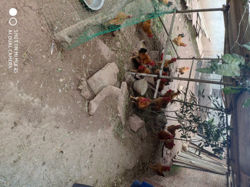 土鸡，跑地鸡，林下鸡，无激素添加剂的鸡