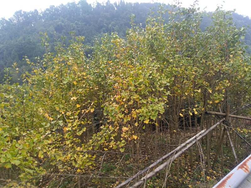 银杏树白果树数量几十万株各种规格，详情欢迎咨询
