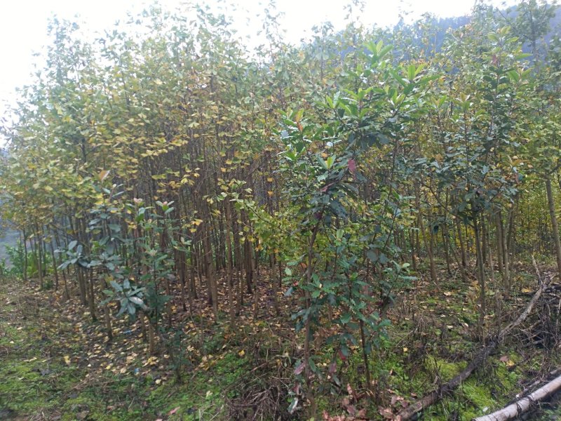 银杏树白果树数量几十万株各种规格，详情欢迎咨询