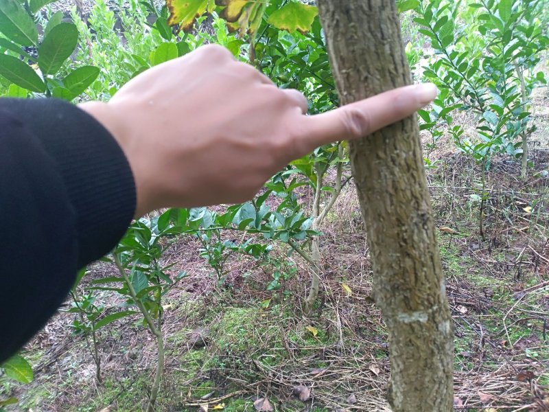 银杏树白果树数量几十万株各种规格，详情欢迎咨询