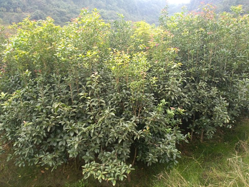 桂花树金桂按尺寸定价，需要什么规格欢迎咨询