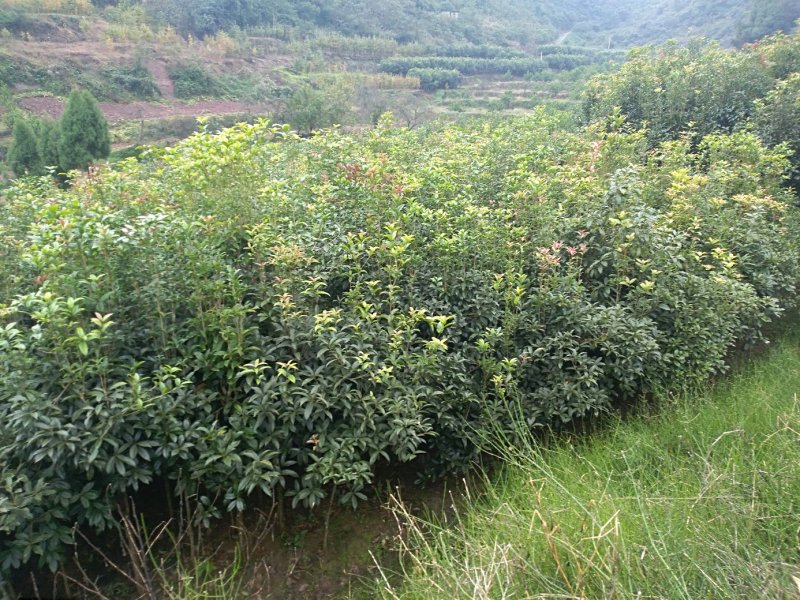 桂花树金桂按尺寸定价，需要什么规格欢迎咨询