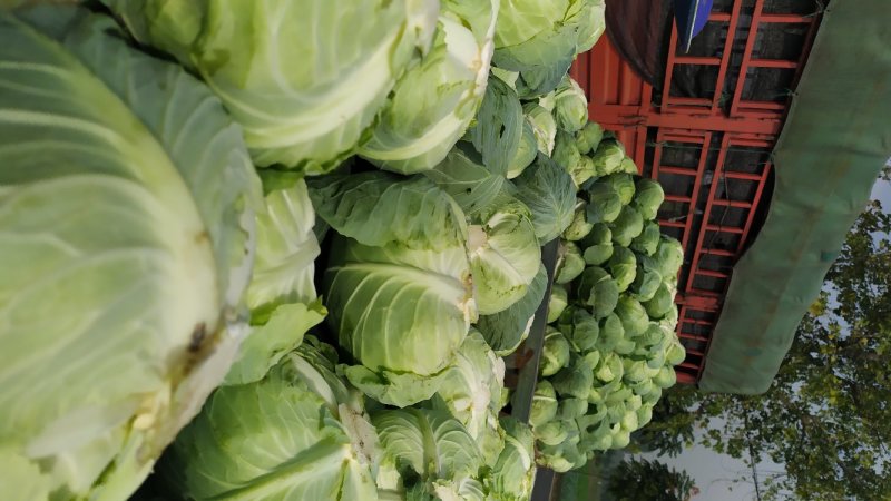 扁包菜大量供货基地自产自销市场货加工厂货都有