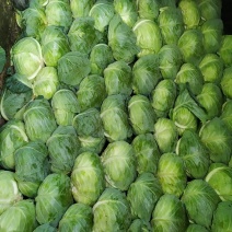 扁包菜大量供货基地自产自销市场货加工厂货都有