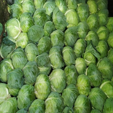 扁包菜大量供货基地自产自销市场货加工厂货都有