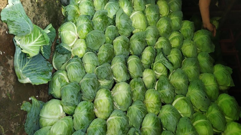 扁包菜大量供货基地自产自销市场货加工厂货都有