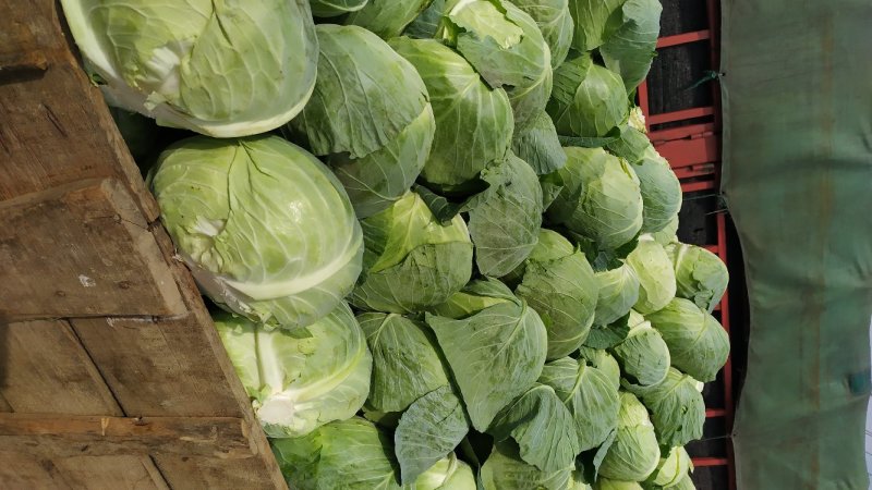 扁包菜大量供货基地自产自销市场货加工厂货都有