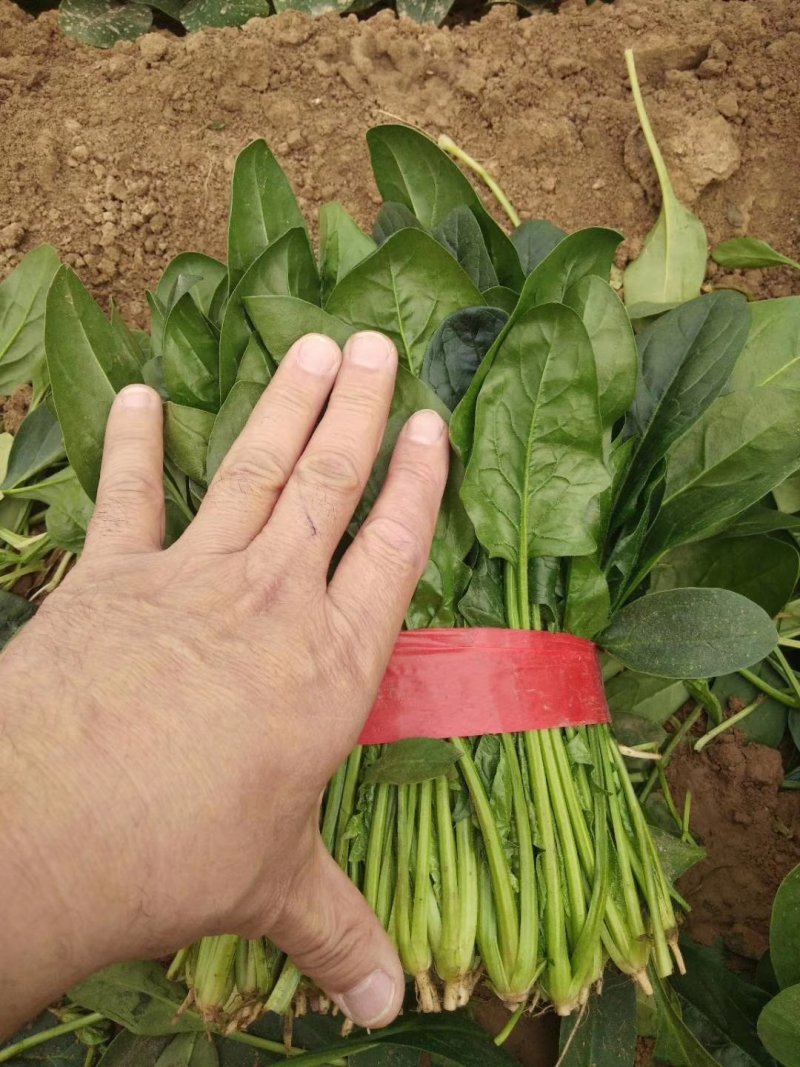 菠菜，精品菠菜，万亩菠菜基地直销中，原产地直销！