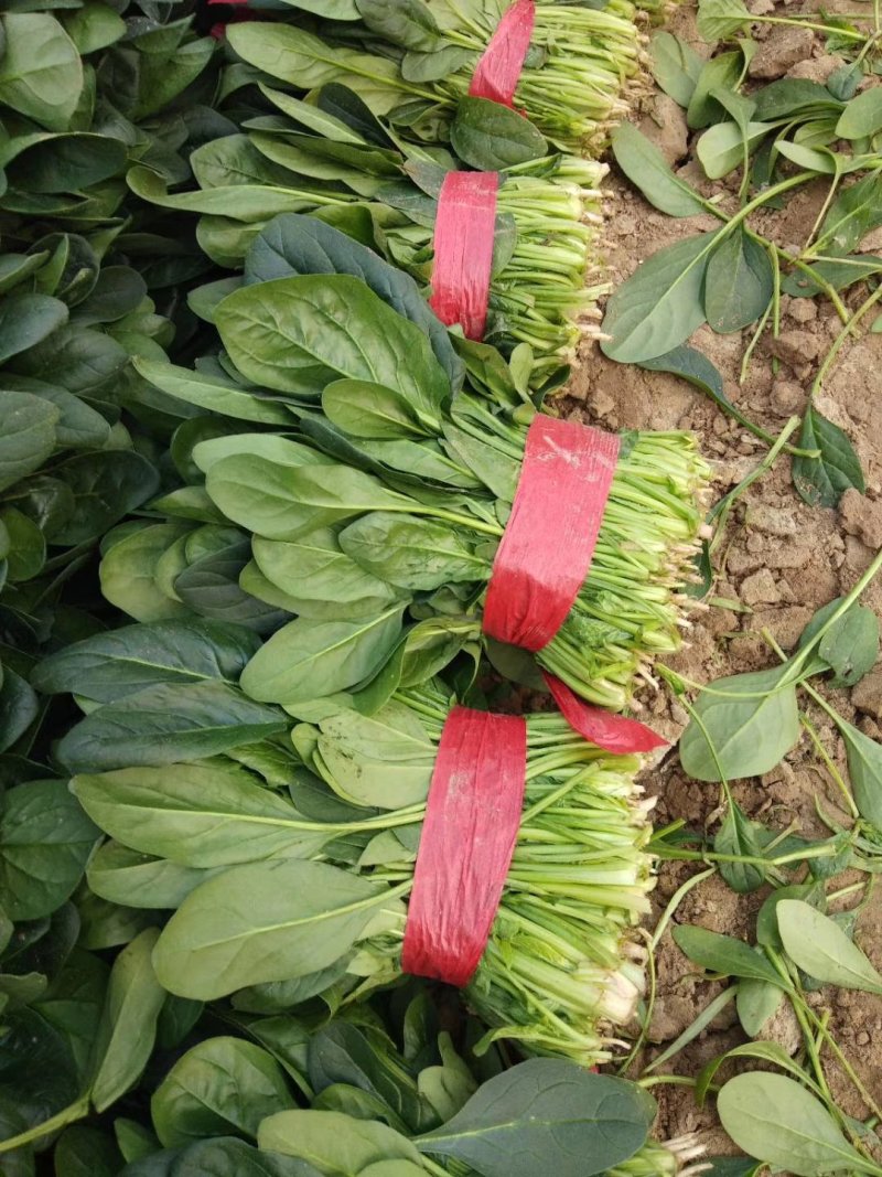 菠菜，精品菠菜，万亩菠菜基地直销中，原产地直销！