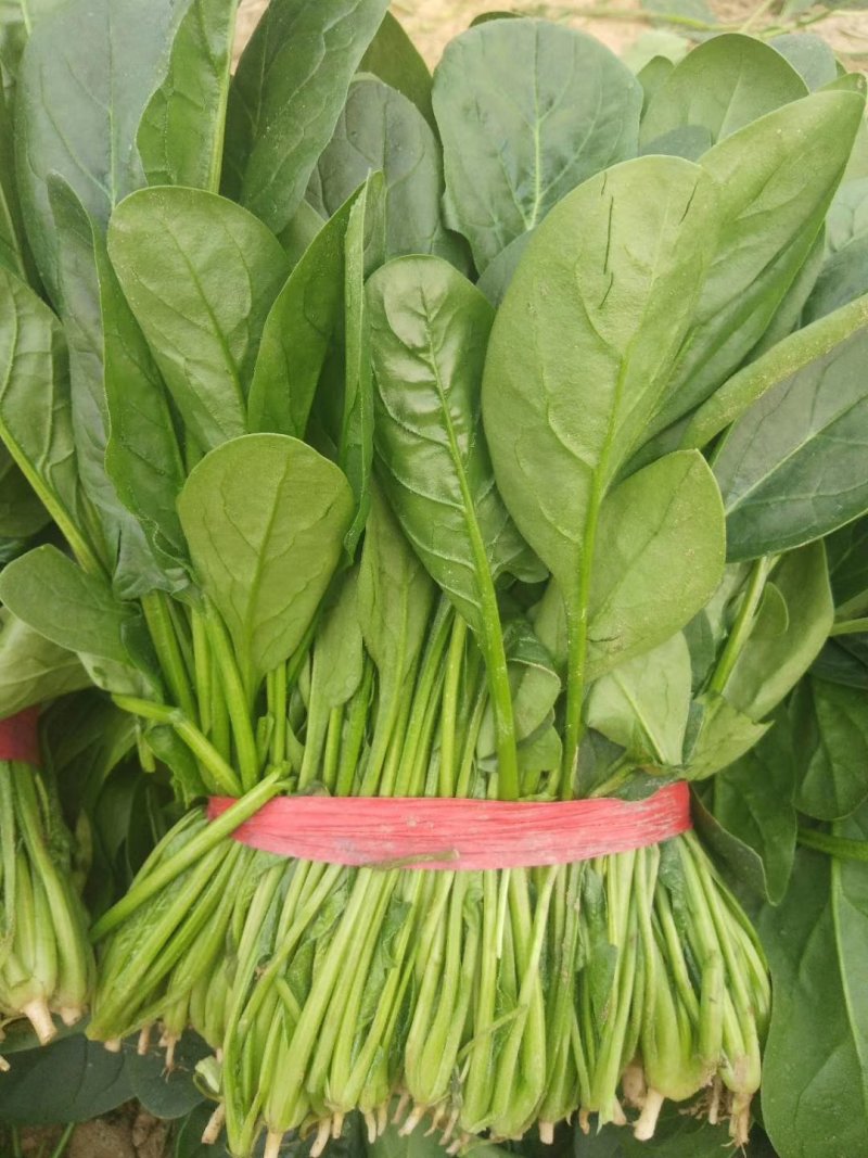 菠菜，精品菠菜，万亩菠菜基地直销中，原产地直销！