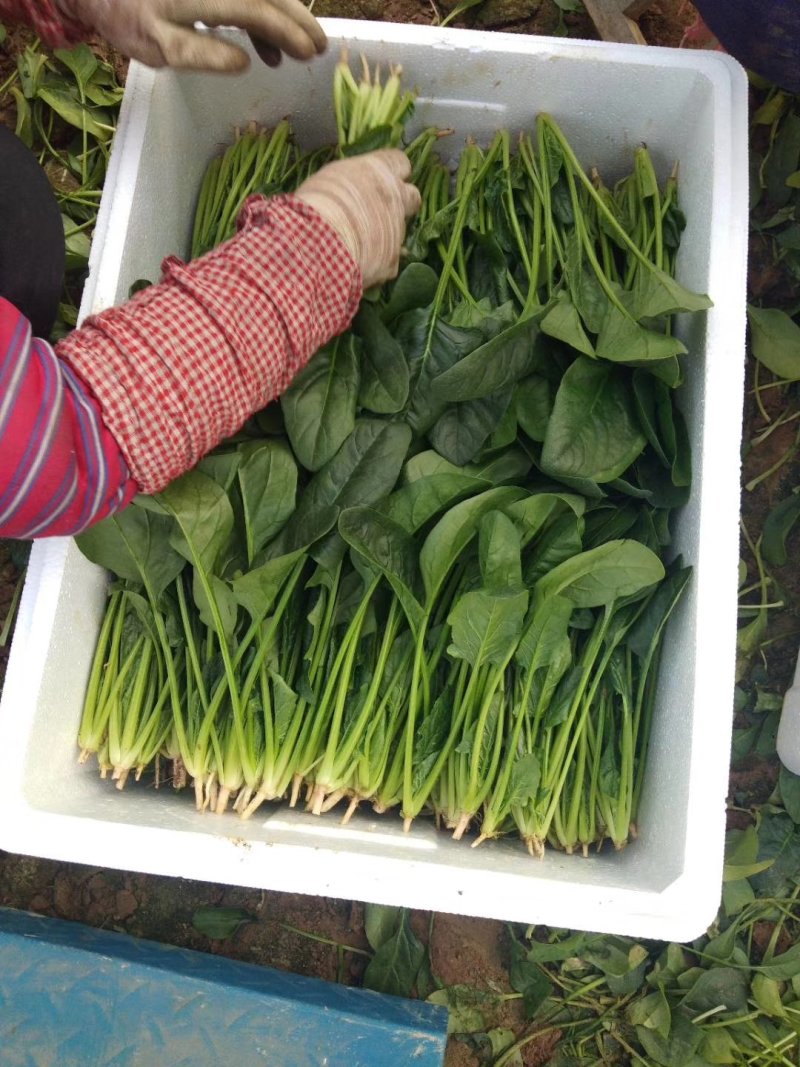 菠菜，精品菠菜，万亩菠菜基地直销中，原产地直销！