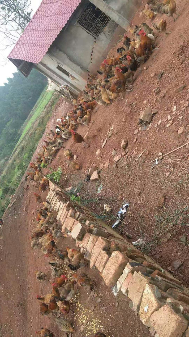 出售商品鸡