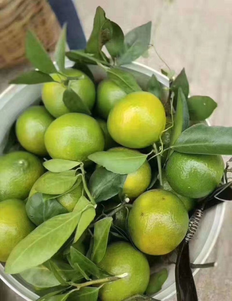 柑桔