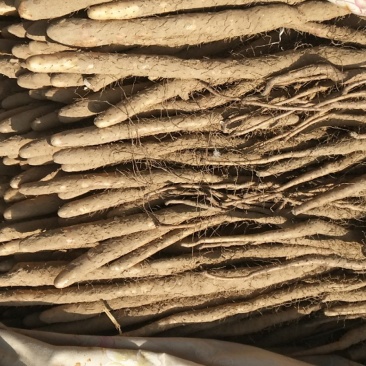 小白嘴白山药