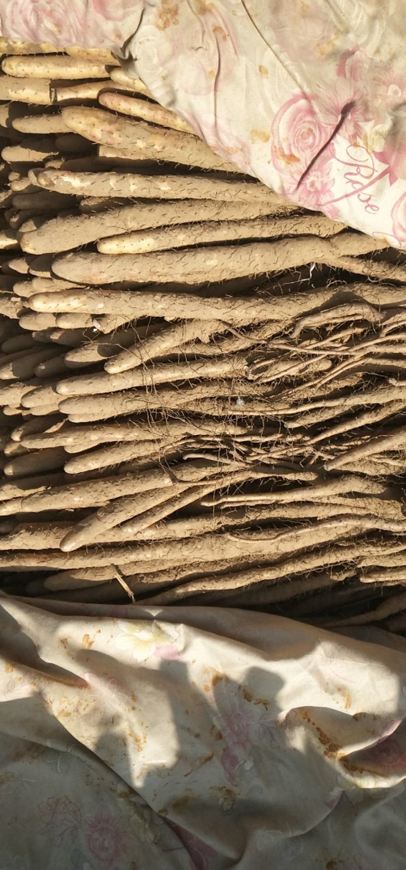 小白嘴白山药