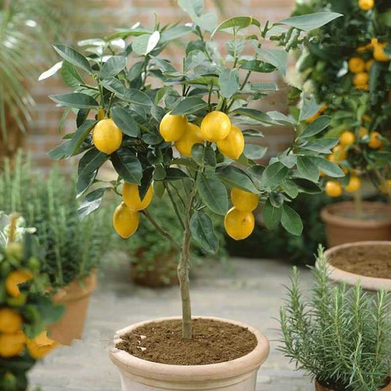柠檬树果树苗香水柠檬绿植盆栽植物四季开花结果尤力克柠檬果