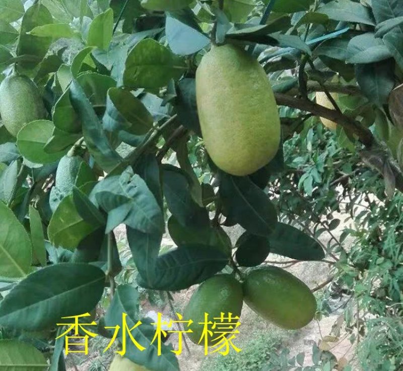 柠檬树果树苗香水柠檬绿植盆栽植物四季开花结果尤力克柠檬果