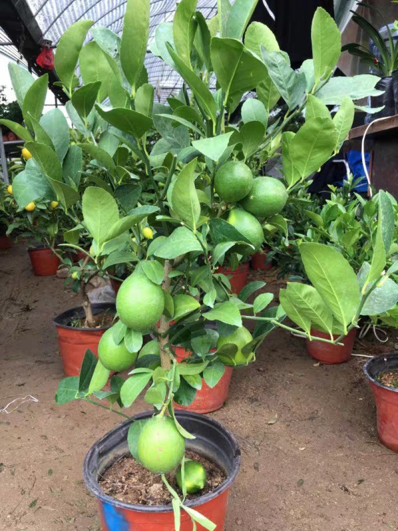 柠檬树果树苗香水柠檬绿植盆栽植物四季开花结果尤力克柠檬果