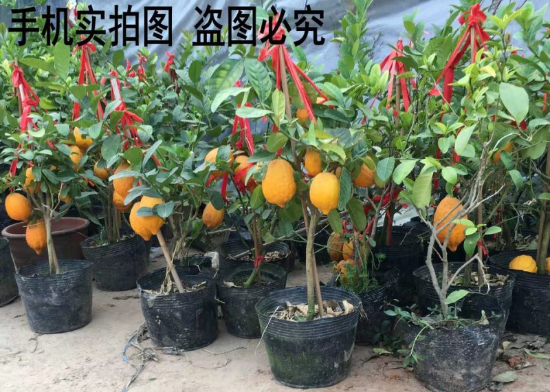 柠檬树果树苗香水柠檬绿植盆栽植物四季开花结果尤力克柠檬果