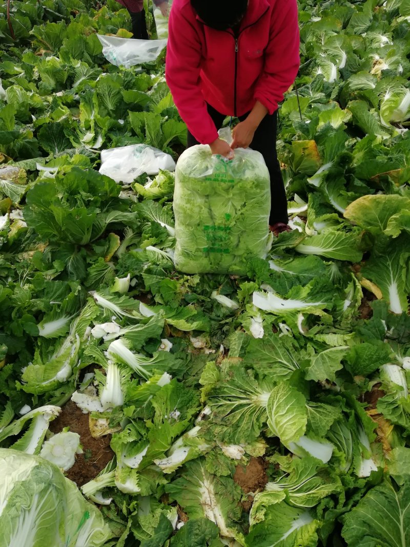 精品黄心大白菜大量供应中，加工厂商超，及市场批发