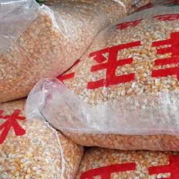常期供应河南周口黄金玉米，小麦，麸皮