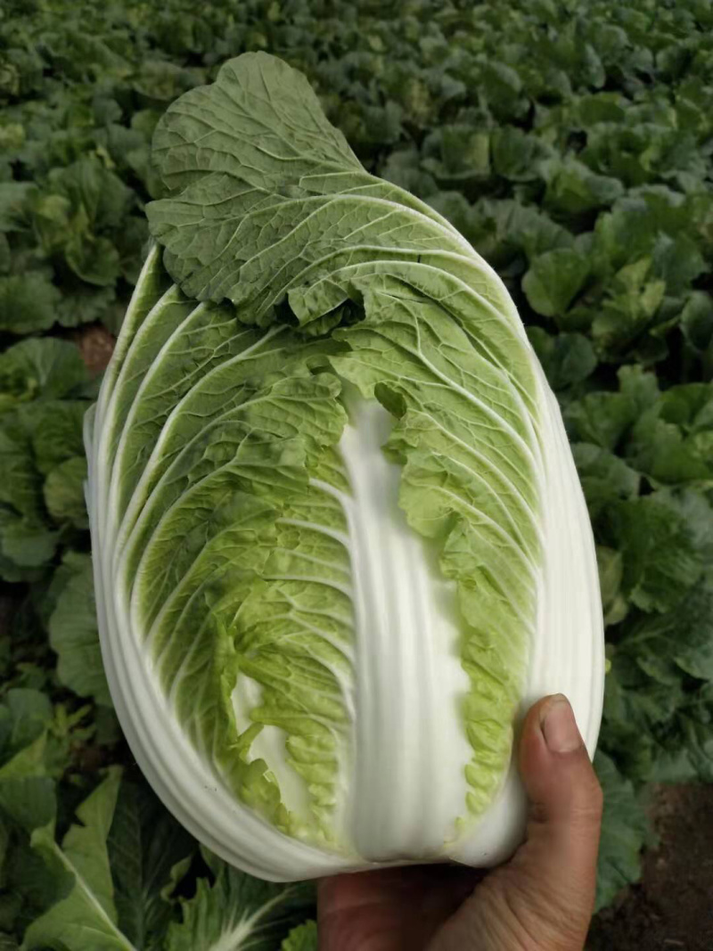 嘉鱼县牌洲湾白菜大量上市质量保证，净菜专业产地代办