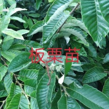 嫁接板栗苗包品种包成活