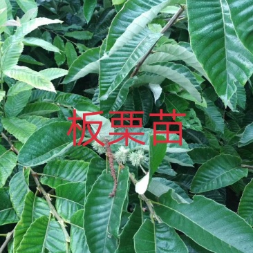 嫁接板栗苗包品种包成活