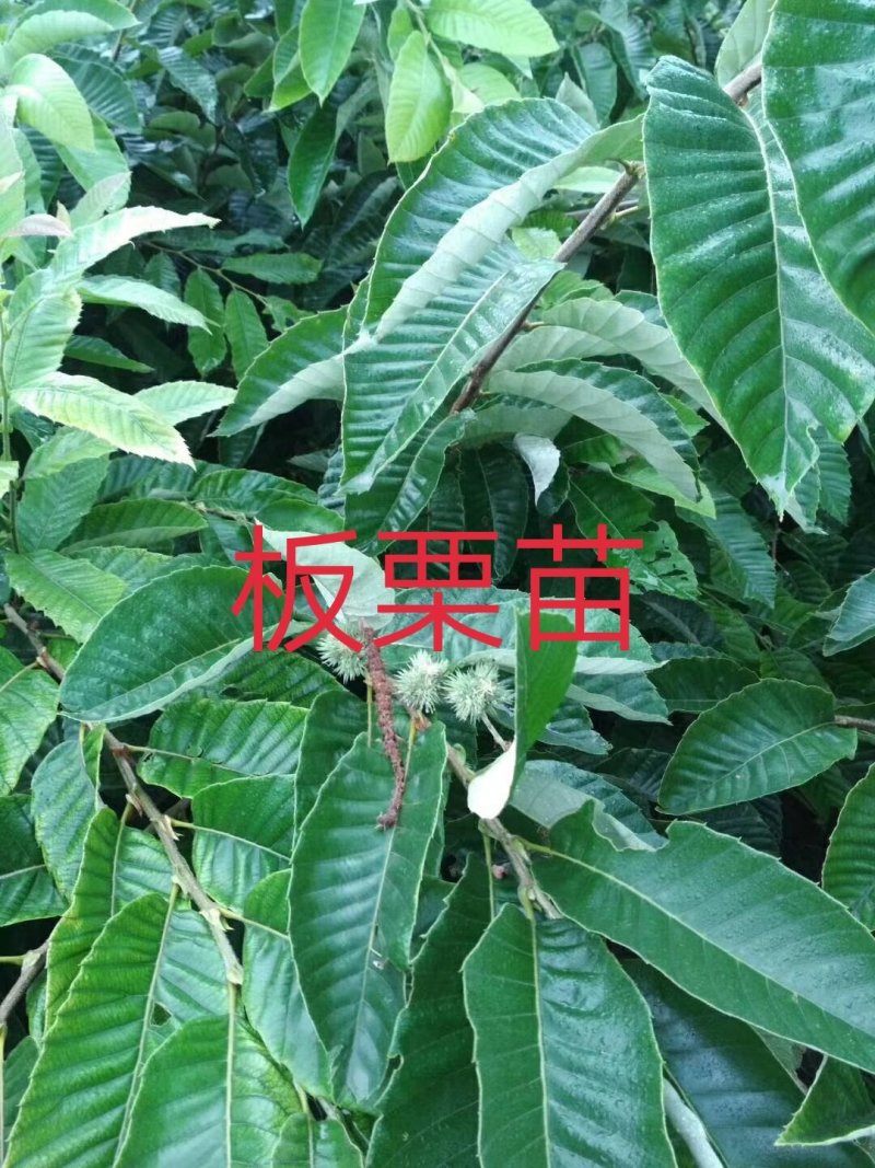 嫁接板栗苗包品种包成活