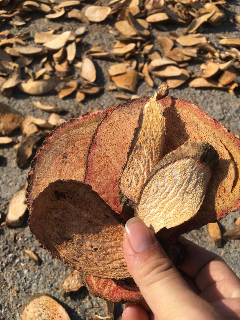 广西过江龙批发零售各种中药材