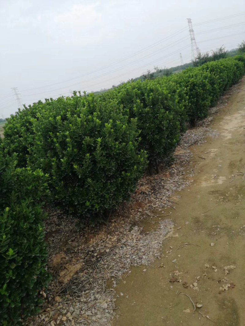 大叶黄洋球，60.....3米，货源充足，部分树腾地处理