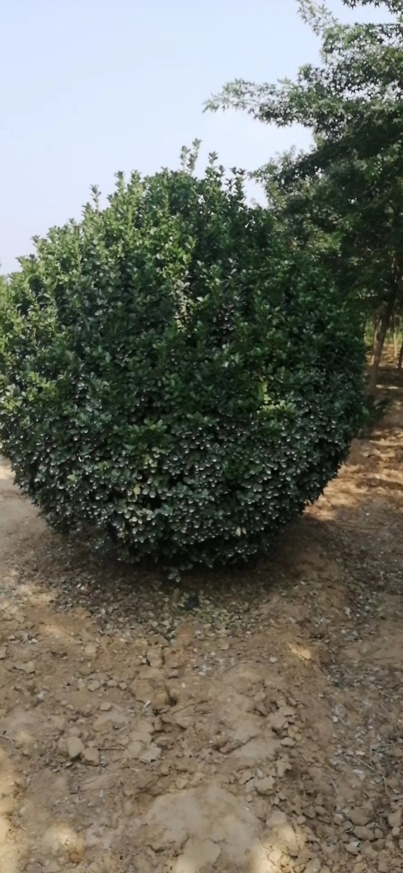 大叶黄洋球，60.....3米，货源充足，部分树腾地处理