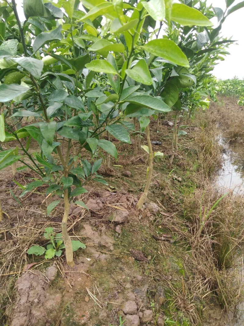 沃柑苗，高30-60公分四块一杯，免提供种植技术