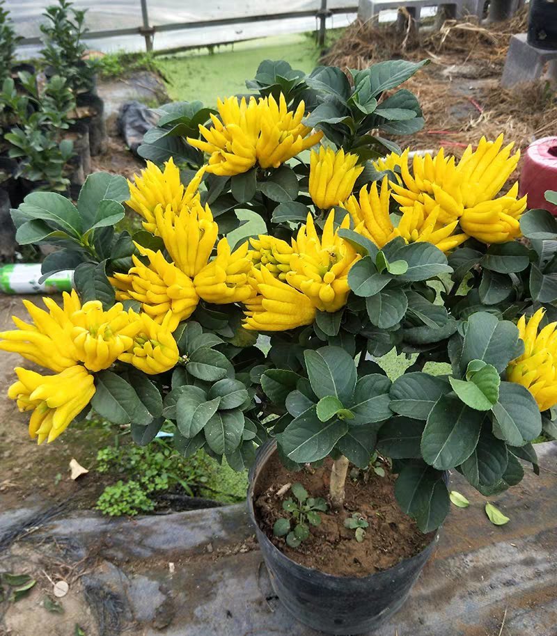 佛手苗包邮包品种量大优惠
