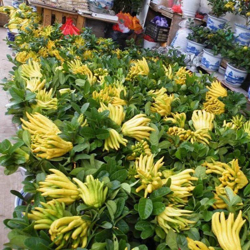 佛手苗包邮包品种量大优惠