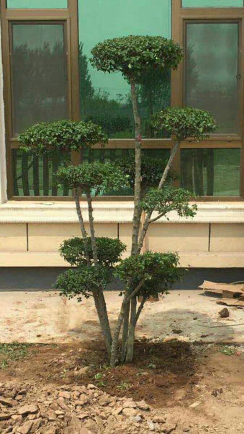 小叶女贞造型盆景树桩球形树苗庭院别墅绿化植物小区绿化苗木