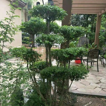 小叶女贞造型盆景树桩球形树苗庭院别墅绿化植物小区绿化苗木